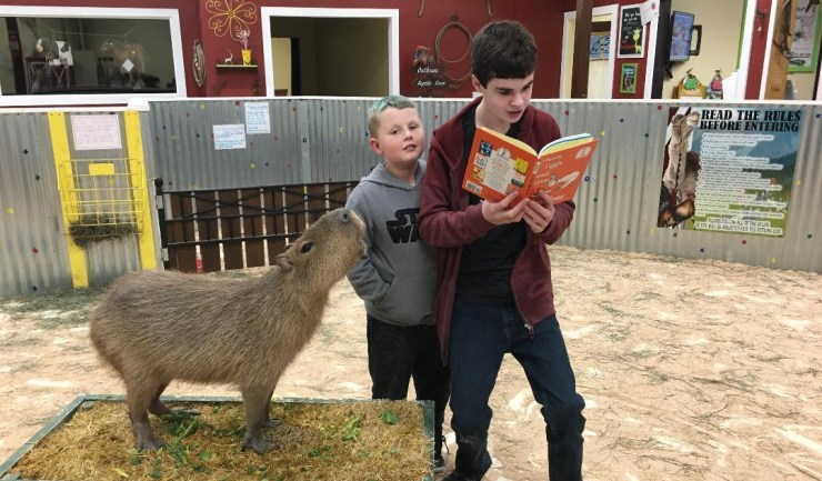 books-at-the-barn-reading
